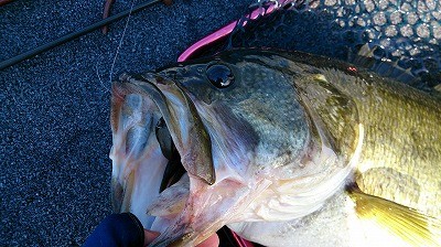 truth truth_news ブログ写真 2015/04/11