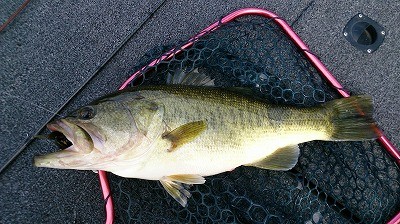 truth truth_news ブログ写真 2015/04/11