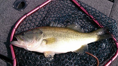 truth truth_news ブログ写真 2015/04/11