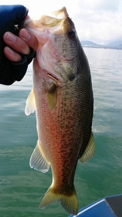 truth truth_news ブログ写真 2015/04/11