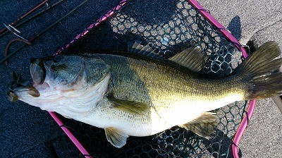 truth truth_news ブログ写真 2015/04/11