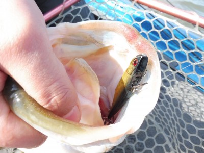 truth truth_news ブログ写真 2015/04/11