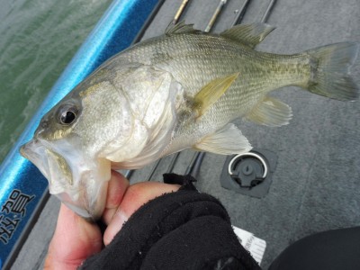 truth truth_news ブログ写真 2015/04/15