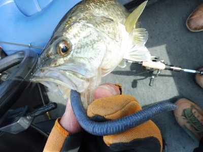 truth truth_news ブログ写真 2015/04/17