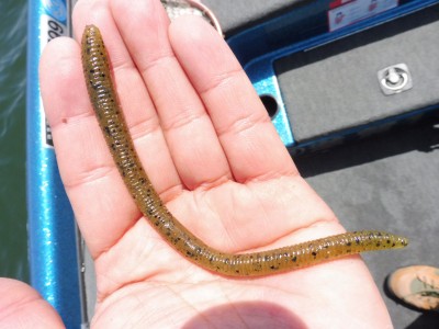 truth truth_news ブログ写真 2015/04/17