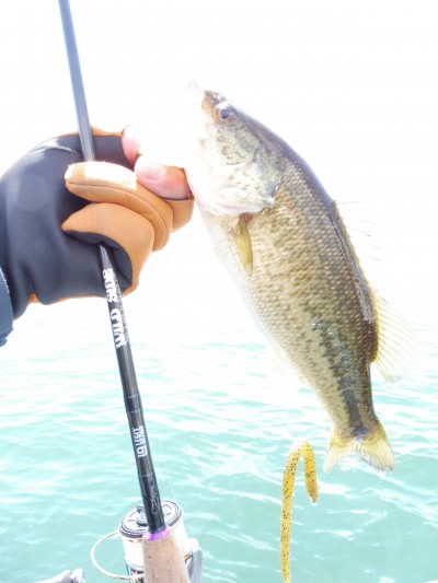 truth truth_news ブログ写真 2015/04/17