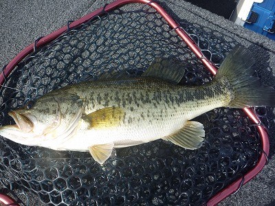 truth truth_news ブログ写真 2015/04/19