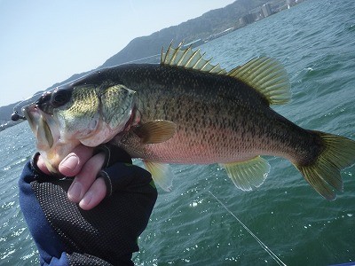 truth truth_news ブログ写真 2015/04/19