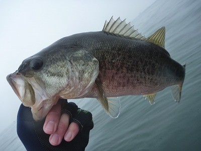 truth truth_news ブログ写真 2015/04/19