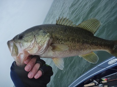 truth truth_news ブログ写真 2015/04/19