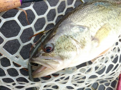 truth truth_news ブログ写真 2015/04/20