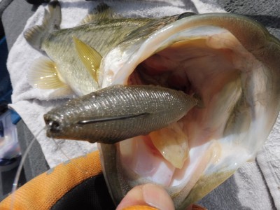 truth truth_news ブログ写真 2015/04/21