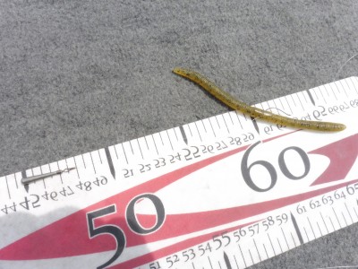 truth truth_news ブログ写真 2015/04/24