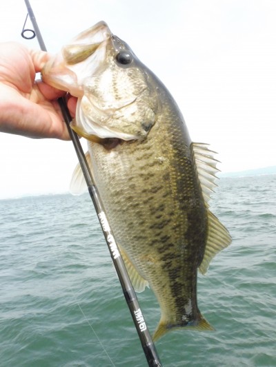 truth truth_news ブログ写真 2015/04/24