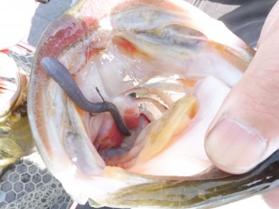 truth truth_news ブログ写真 2015/04/24