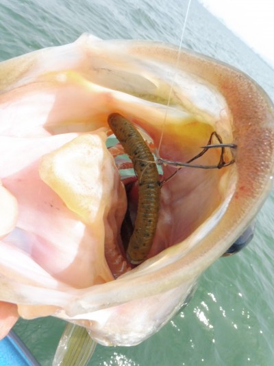 truth truth_news ブログ写真 2015/04/24