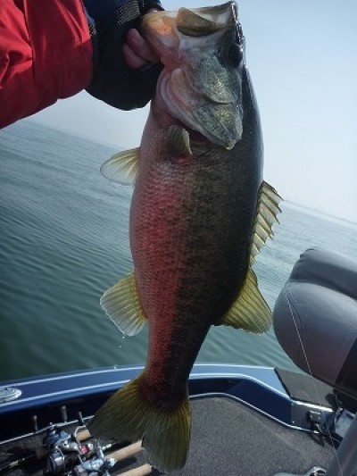 truth truth_news ブログ写真 2015/04/25