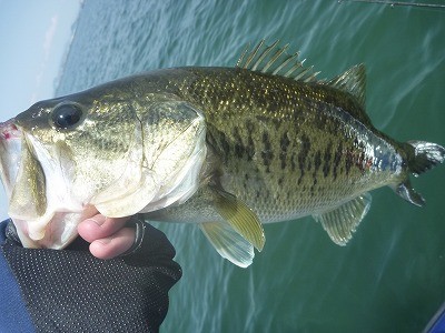 truth truth_news ブログ写真 2015/05/01