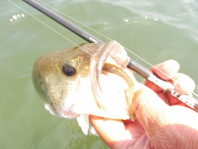 truth truth_news ブログ写真 2015/05/02