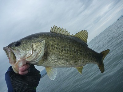 truth truth_news ブログ写真 2015/05/03