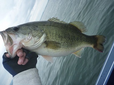 truth truth_news ブログ写真 2015/05/03