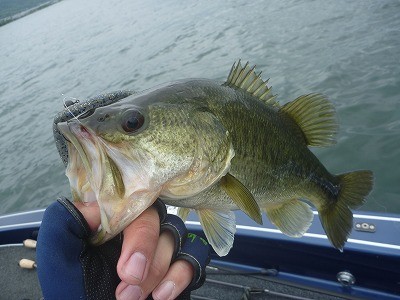 truth truth_news ブログ写真 2015/05/03