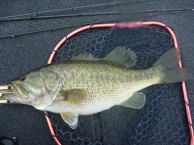 truth truth_news ブログ写真 2015/05/04