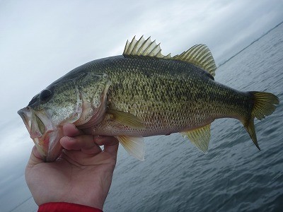 truth truth_news ブログ写真 2015/05/04