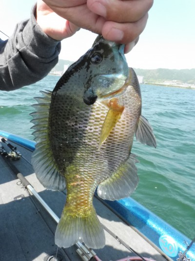 truth truth_news ブログ写真 2015/05/14