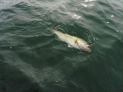 truth truth_news ブログ写真 2015/05/15