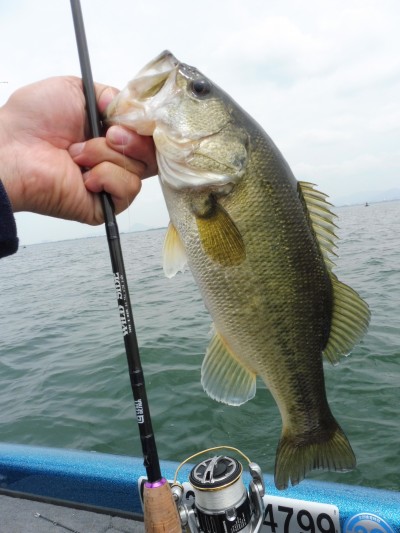 truth truth_news ブログ写真 2015/05/15