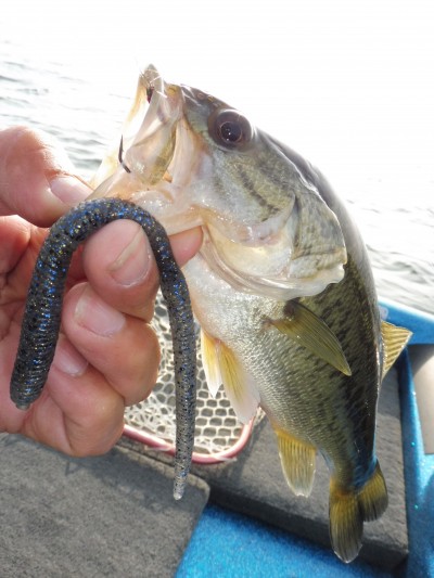 truth truth_news ブログ写真 2015/05/17