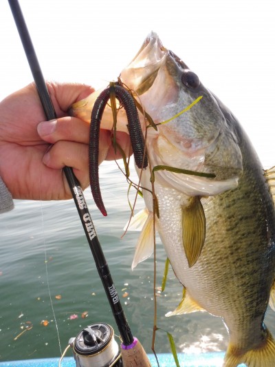 truth truth_news ブログ写真 2015/05/17