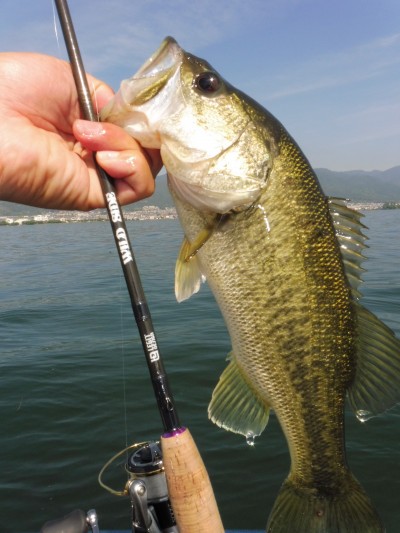 truth truth_news ブログ写真 2015/05/17