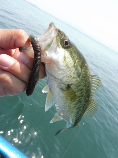 truth truth_news ブログ写真 2015/05/21