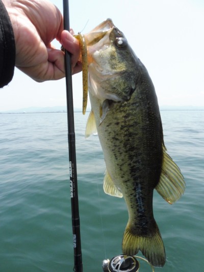 truth truth_news ブログ写真 2015/05/21