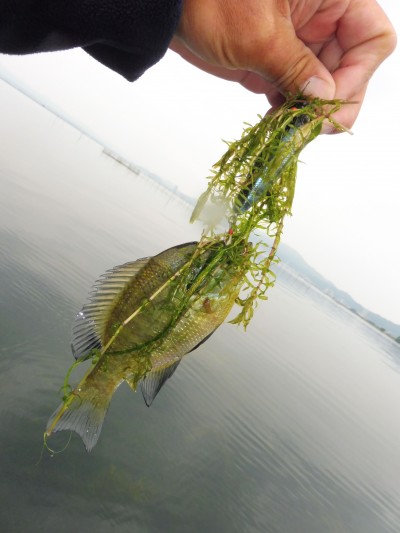 truth truth_news ブログ写真 2015/06/11