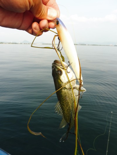 truth truth_news ブログ写真 2015/06/15