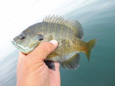 truth truth_news ブログ写真 2015/06/15