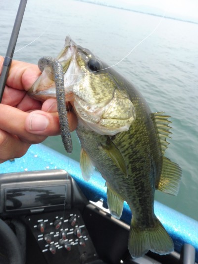 truth truth_news ブログ写真 2015/06/15