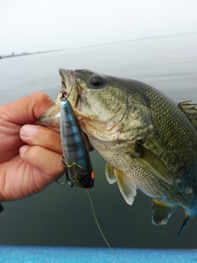 truth truth_news ブログ写真 2015/06/15