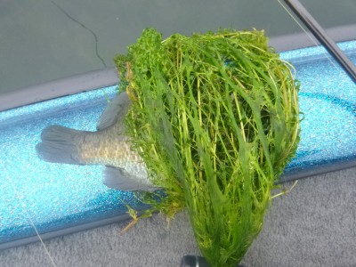 truth truth_news ブログ写真 2015/06/16