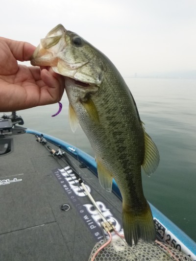 truth truth_news ブログ写真 2015/06/16