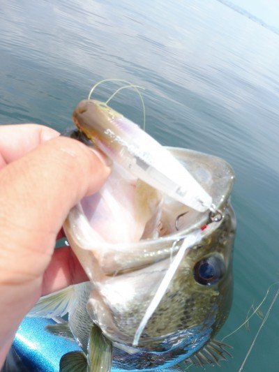 truth truth_news ブログ写真 2015/06/17