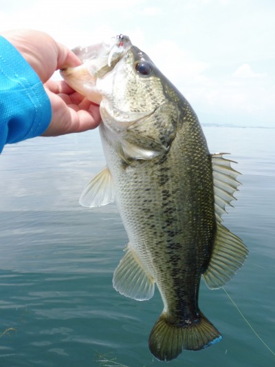 truth truth_news ブログ写真 2015/06/17