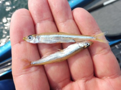 truth truth_news ブログ写真 2015/06/17