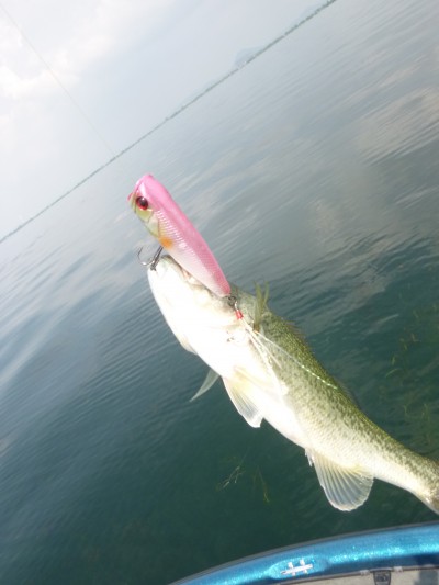 truth truth_news ブログ写真 2015/06/23