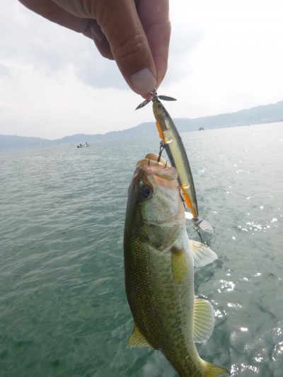 truth truth_news ブログ写真 2015/06/23