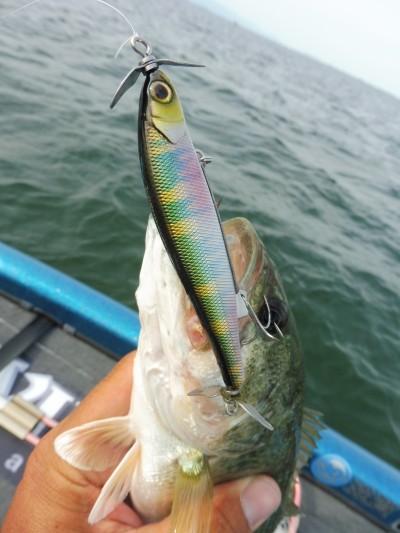 truth truth_news ブログ写真 2015/06/25