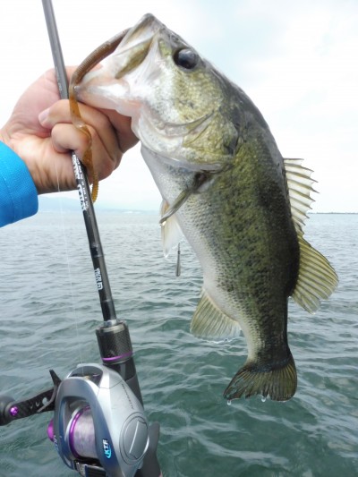 truth truth_news ブログ写真 2015/06/25